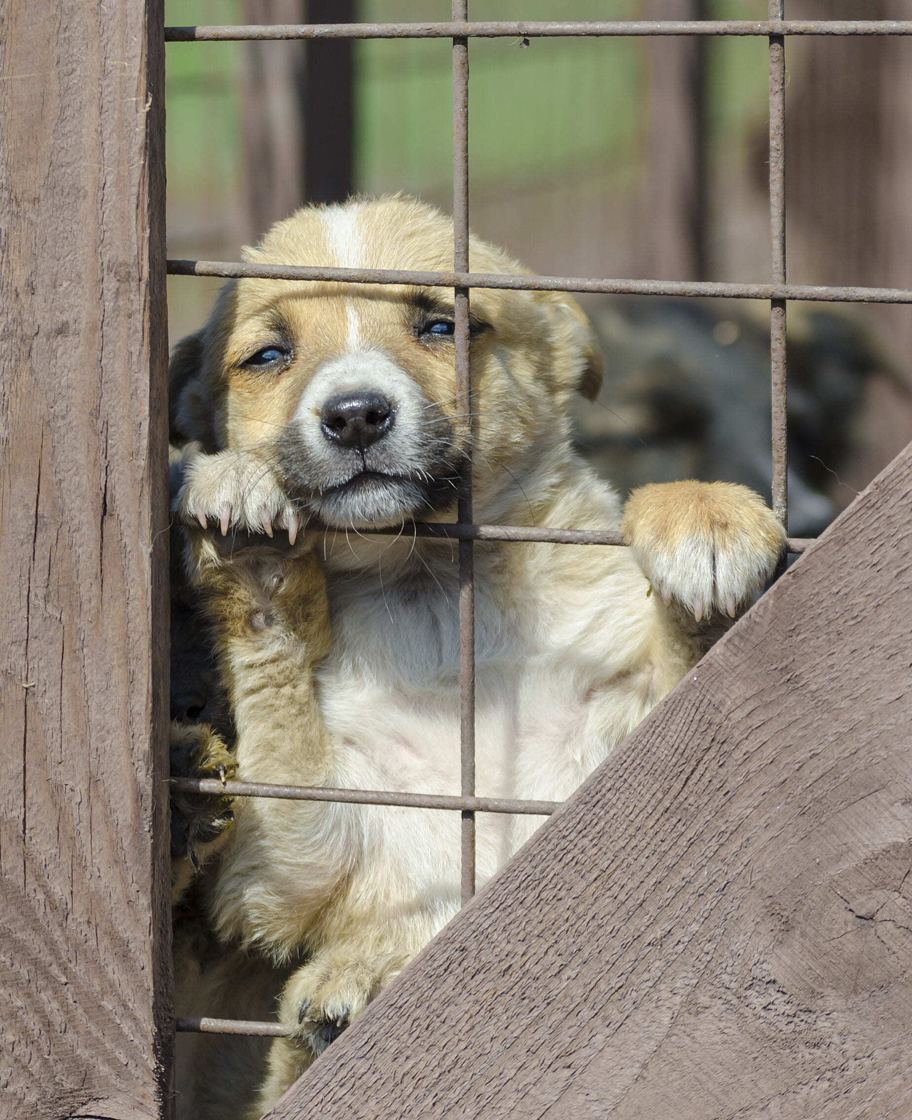 保護された子犬