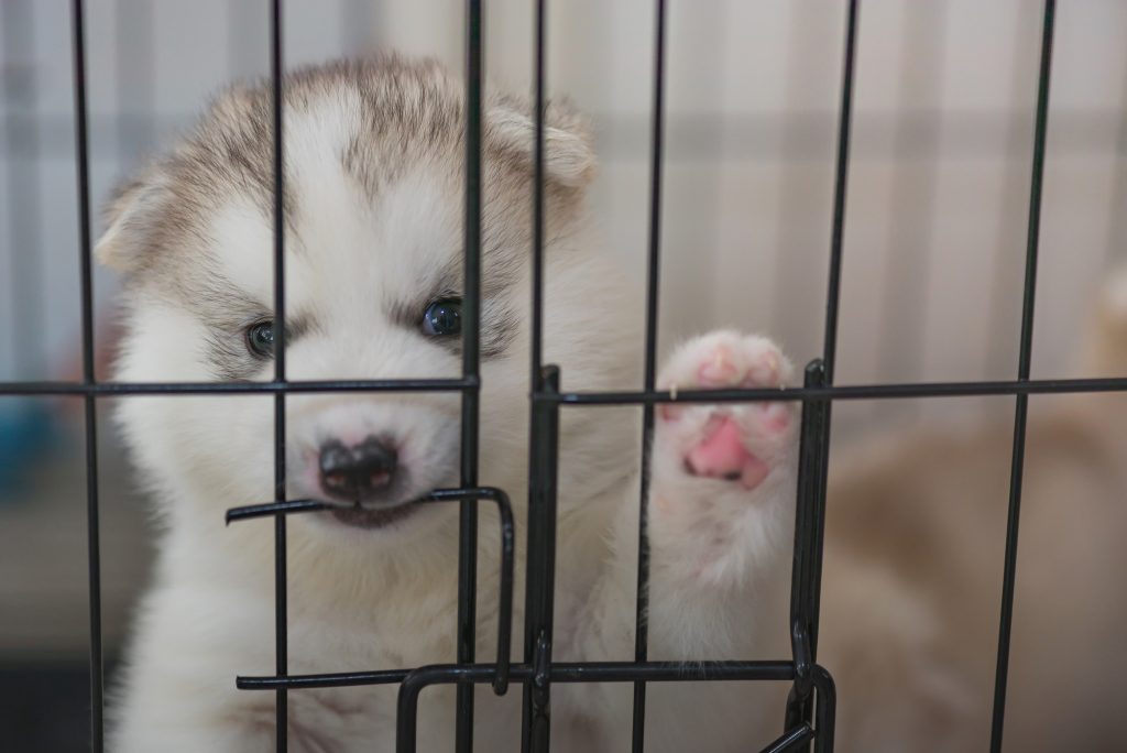知っていますか?犬たちの「爪あと」が残る、「ドリームボックス 知っていますか?犬たちの「爪あと」が残る、「ドリームボックス