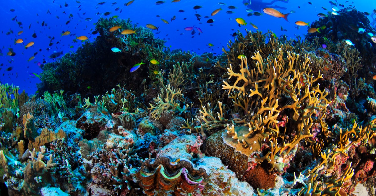 沖縄のサンゴ礁の危機 海で起きている問題や現状について知ろう