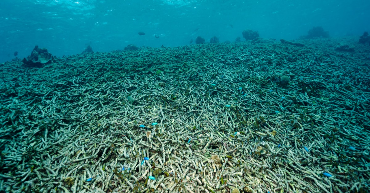 沖縄のサンゴ礁の危機 海で起きている問題や現状について知ろう