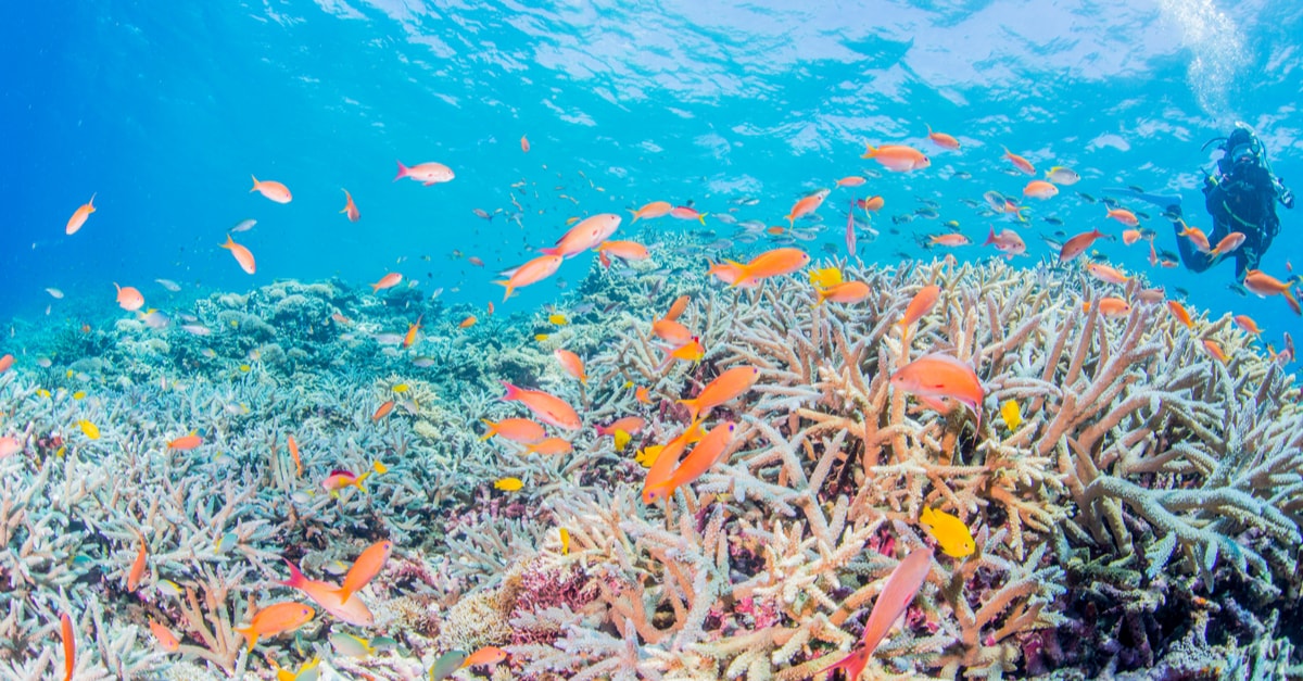 沖縄のサンゴ礁の危機？海で起きている問題や現状について知ろう