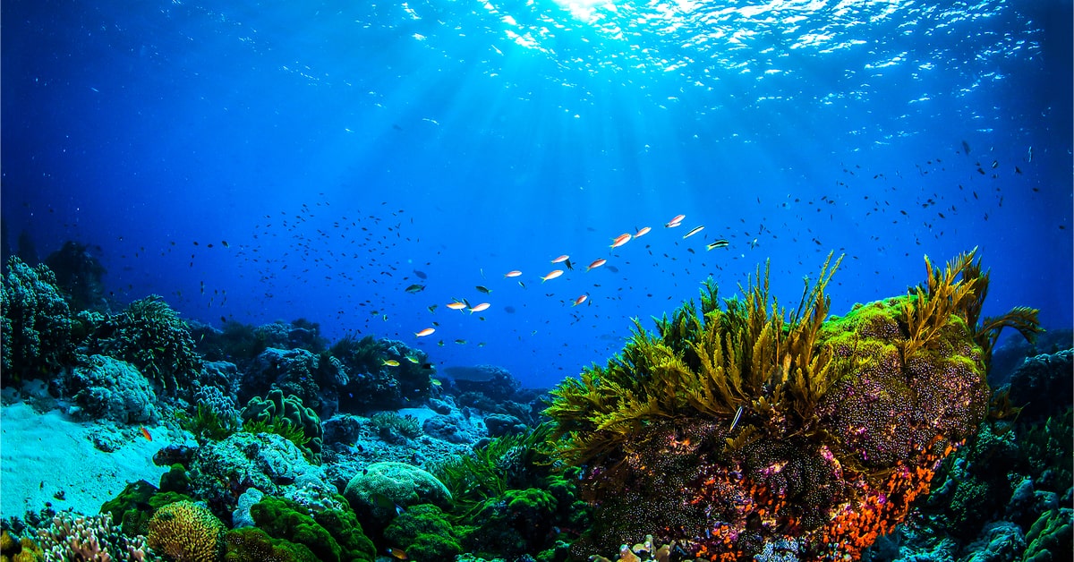 海洋生物と生態系を守ろう！絶滅危惧種がわかるレッドリストとは