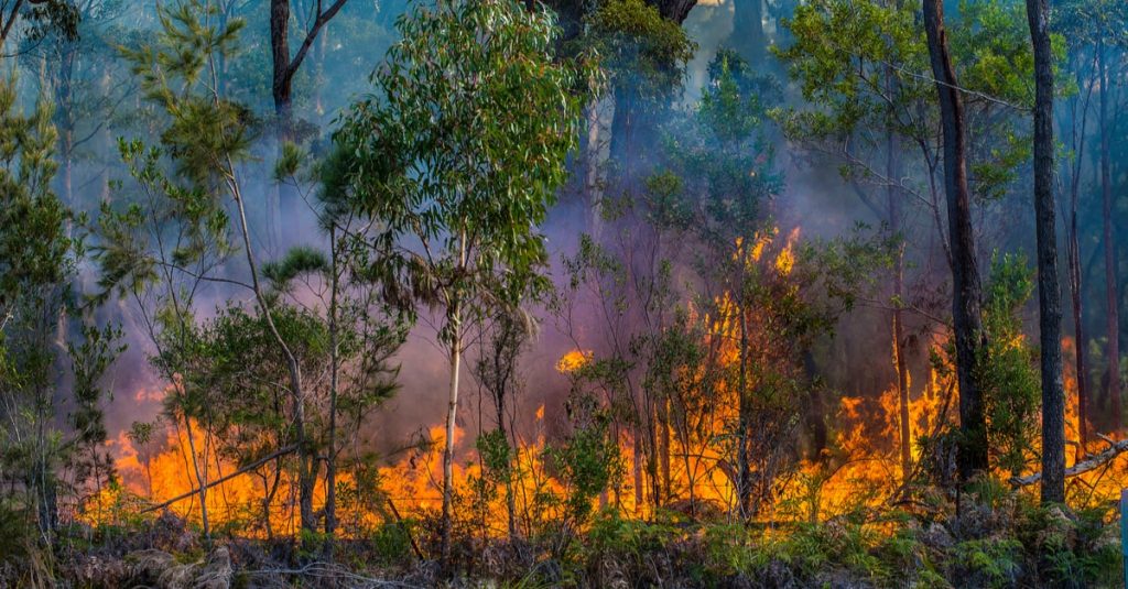 オーストラリア 山 火事 原因