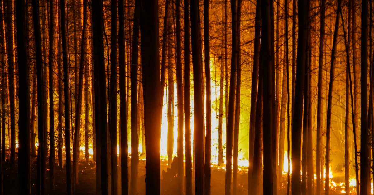 近年世界で発生している大規模な森林火災やその原因を知ろう