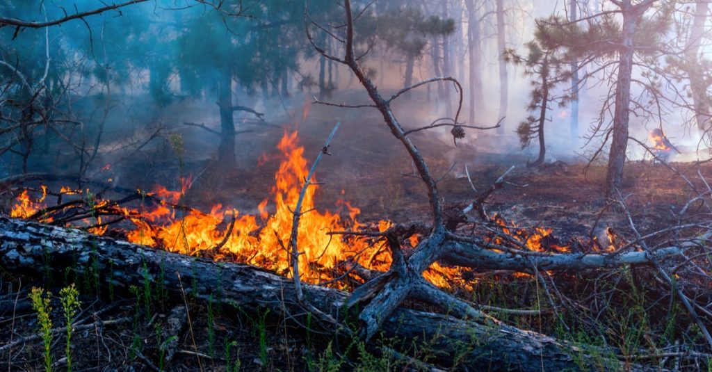森林火災は自然にどのような影響を与える