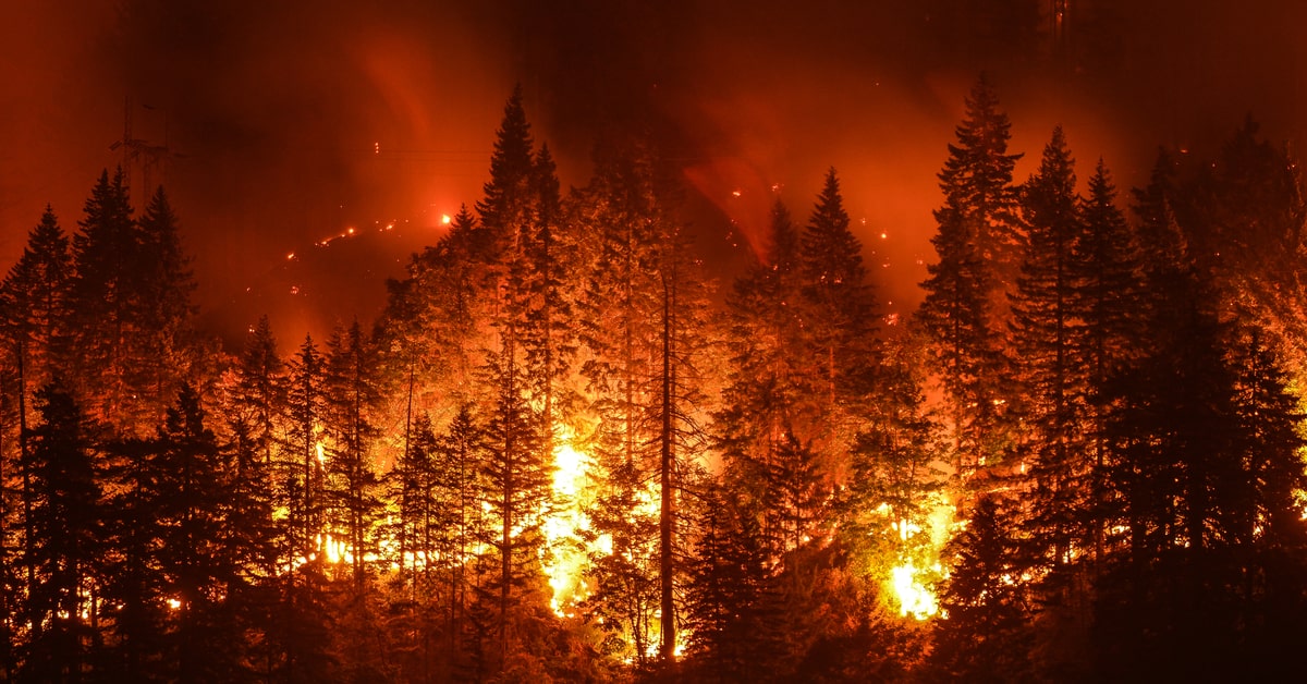 森林火災とは？気候変動や地球温暖化との関係