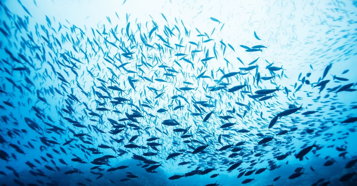 絶滅危惧種に指定される魚は 世界規模で見てみよう