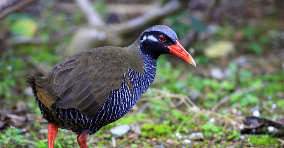 日本の絶滅危惧種にはどんな動物・鳥がいる？