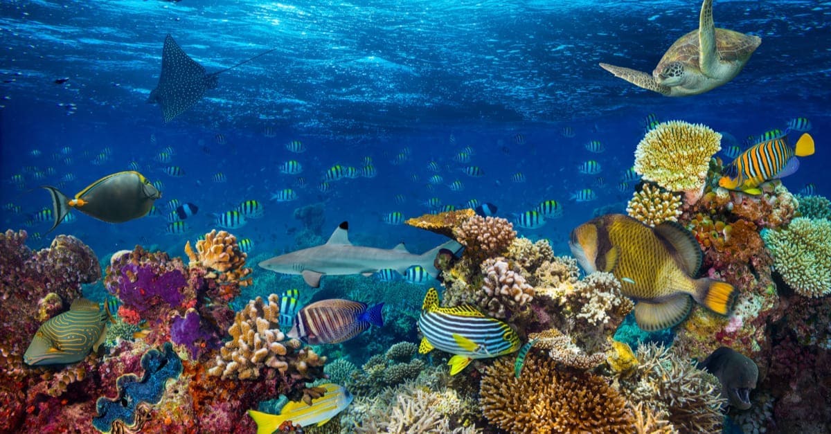 絶滅危惧種に指定される海洋生物は 世界規模で見てみよう