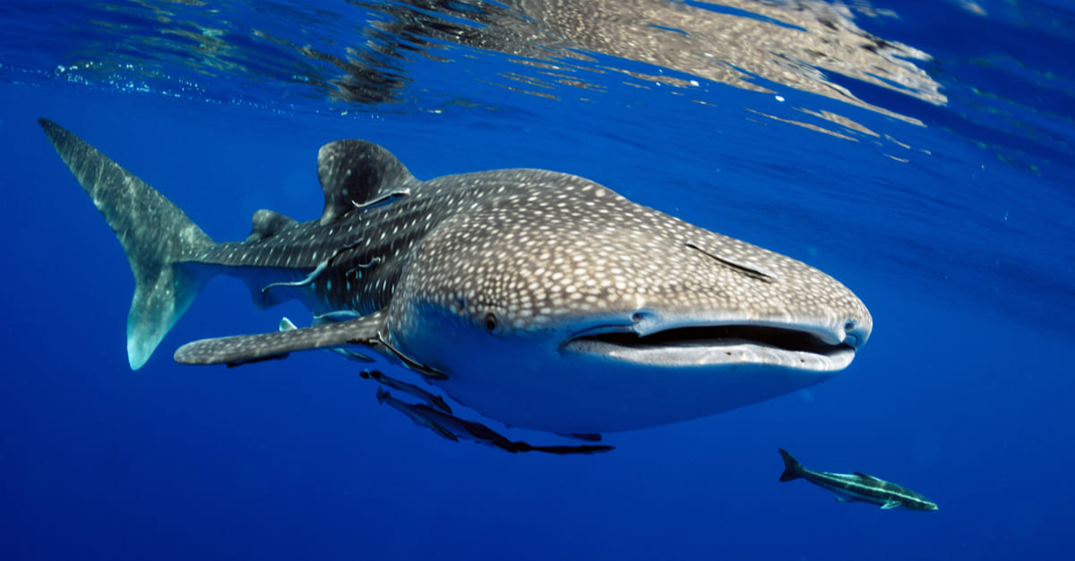 海の絶滅危惧種一覧の一部を公開 レッドリストとは