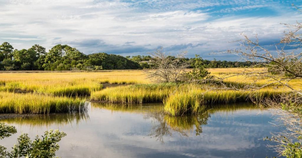 SDGsが掲げる「陸の豊かさも守ろう」のため、湿地の生態系や保全活動について理解しよう | gooddoマガジン｜寄付・社会課題・SDGsに特化した情報メディア