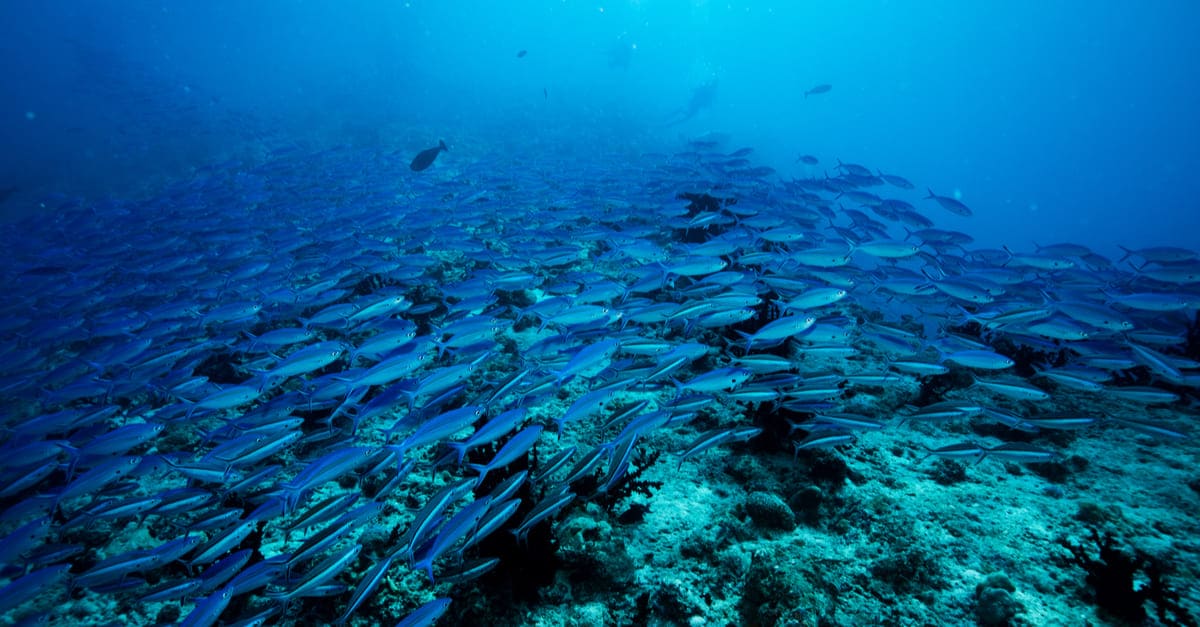 レア？！☆ 特許取得済み！さかなやさんの微生物が魚や水草の成長を