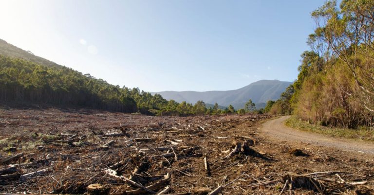 森林破壊とは 具体的にどんな問題が起こっているの
