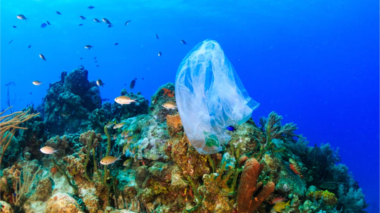 プラスチックバッグ ストア 環境問題