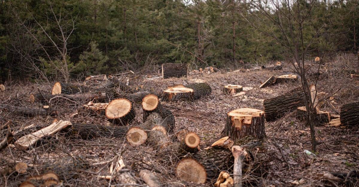 森林破壊の原因と対策は 身近にできることから考えよう