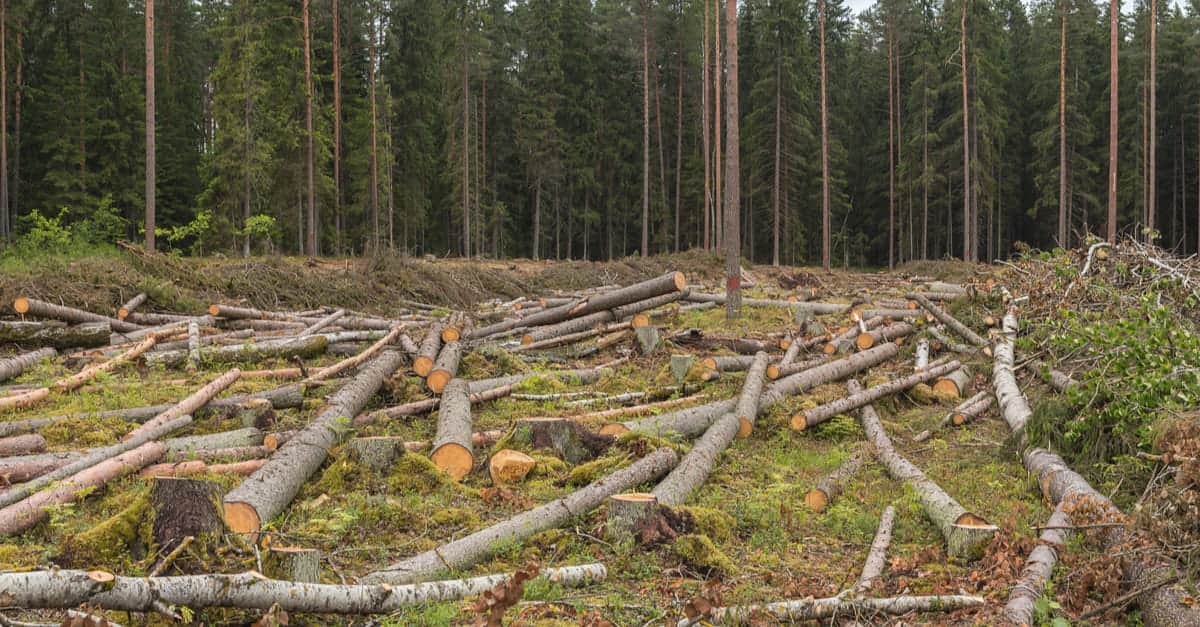 伐採 影響 森林 森林破壊の主な原因と影響と対策について