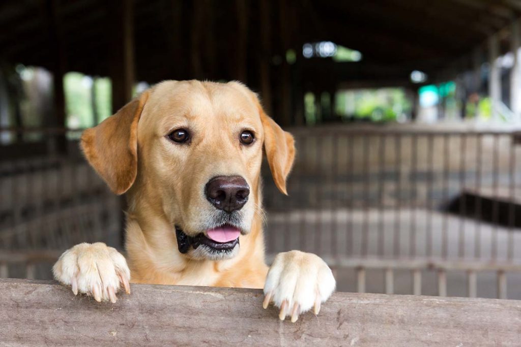 人が怖い 吠えてしまう保護犬の現実とは 犬たちの幸せを願い日々奮闘するスタッフたちの涙 Gooddoマガジン 寄付 社会課題 Sdgsに特化した情報メディア