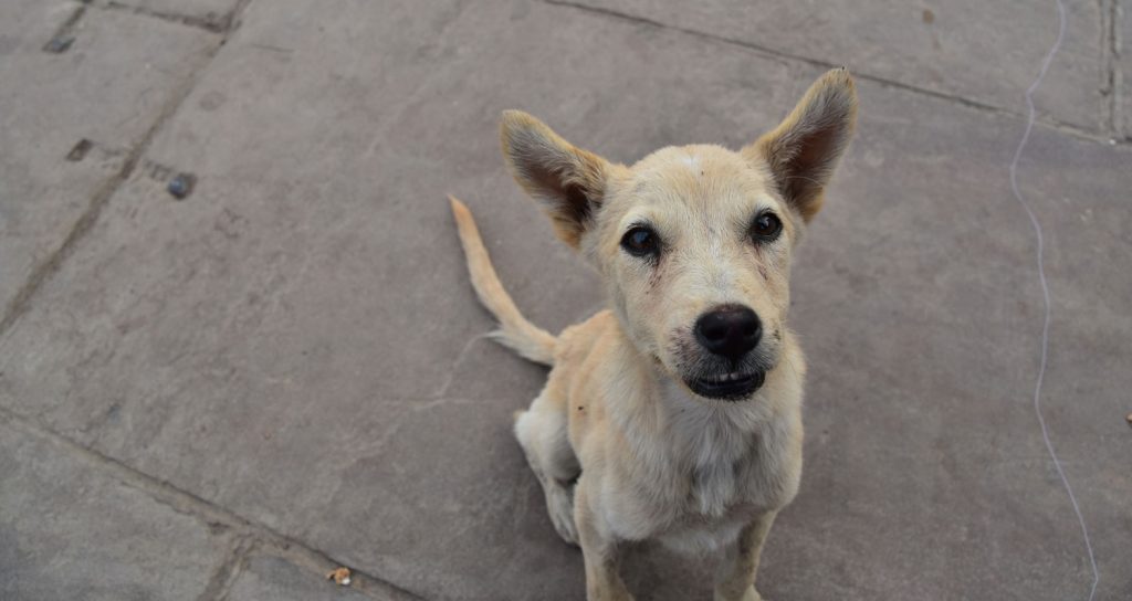 保護犬からホーム犬へ 殺処分から救われた命が繋がる瞬間とは Gooddoマガジン 寄付 社会課題 Sdgsに特化した情報メディア