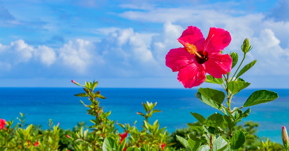 沖縄に来る台風について解説 旅行に適した時期は
