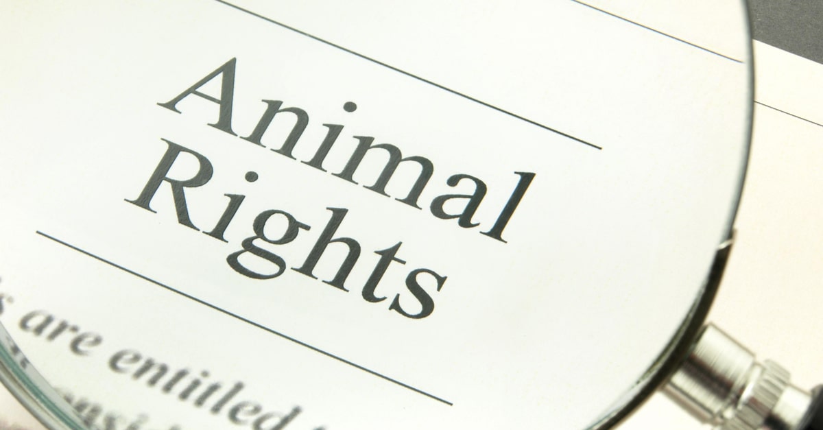 動物を虐待から守るための法律