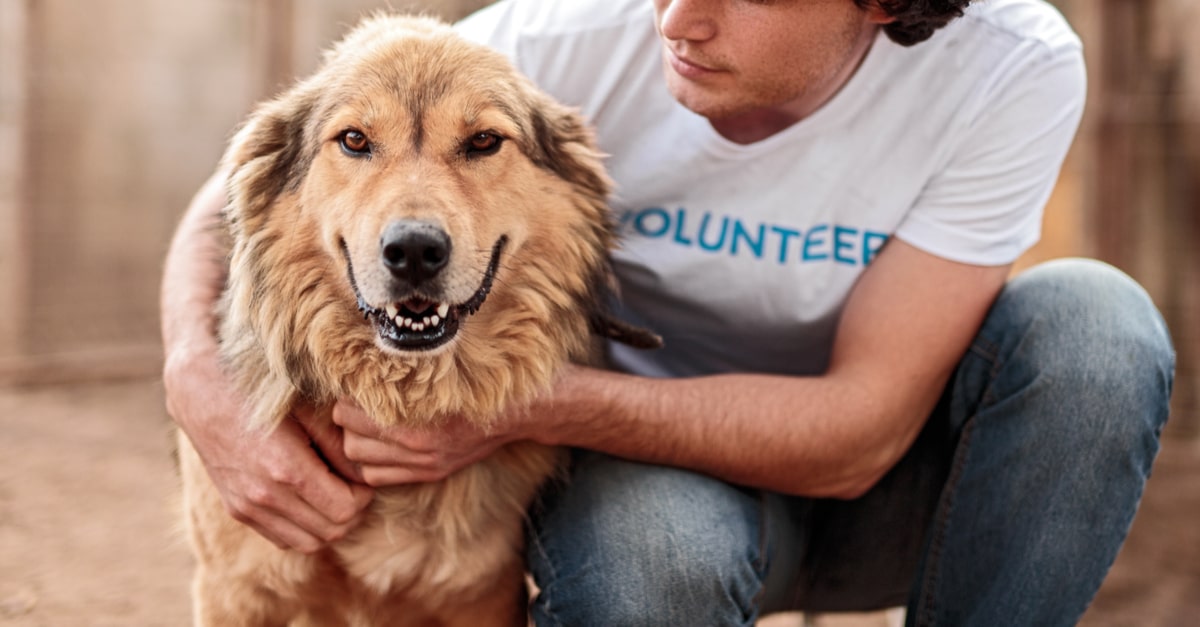 動物愛護のボランティアに参加する方法