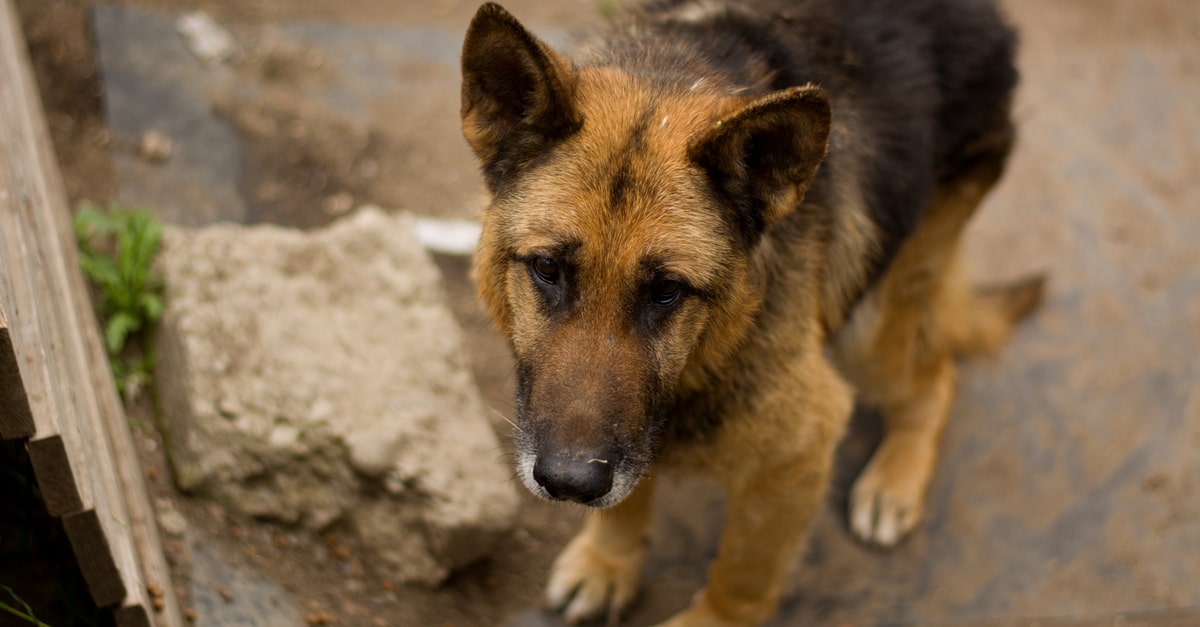 動物虐待にはどんな事例がある 過去の事件を紹介