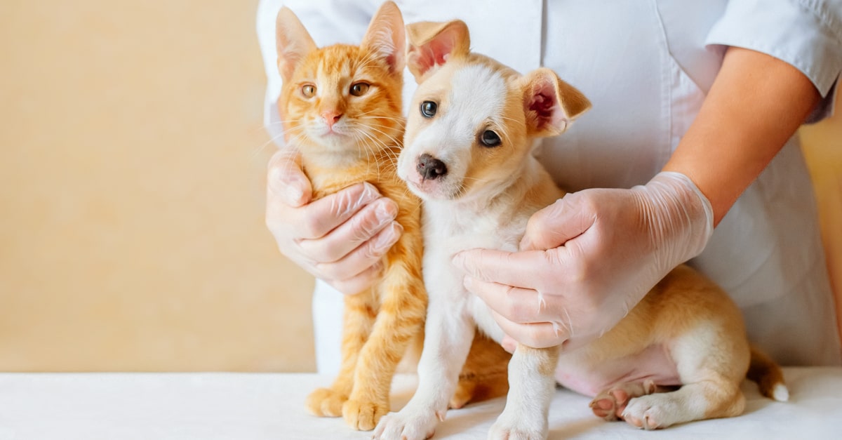 愛玩動物看護師法は人と動物の共生に必要な法律