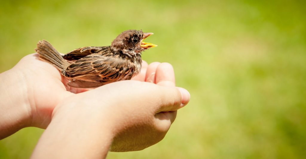 鳥獣保護管理法とは？目的や対象の鳥獣を紹介