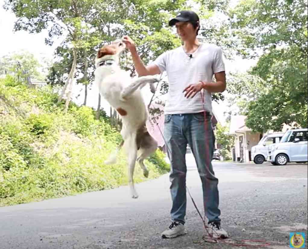 犬にとっては、飼い主がすべて』捨て られた結果、殺処分されてしまう理不尽をなくしたい！スタッフの想いとは？│gooddoマガジン｜寄付・社会課題・SDGsに特化した情報メディア