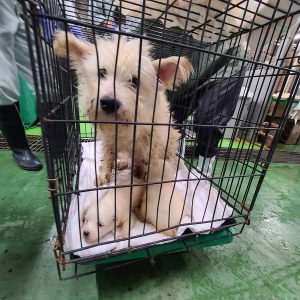 保護犬の写真