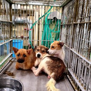 保護犬の写真