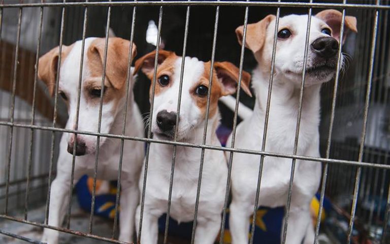 ケージに入った犬たち