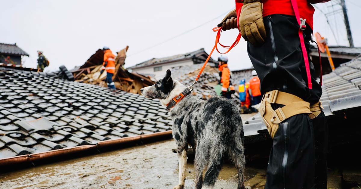 災害で不明者を探す災害救助犬