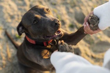 保護犬を寄付で救いたい！信頼できる団体の選び方とNPO団体3つを紹介