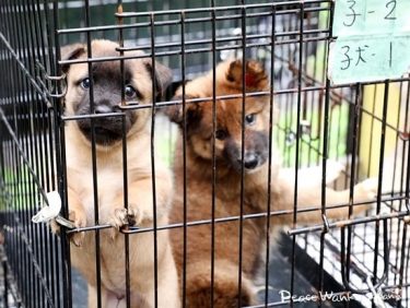 【年間2400頭】犬の殺処分の現状とゼロを目指す活動、私たちにできることを解説