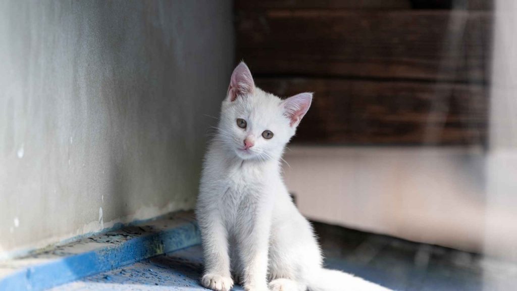 1時間に1頭の命が奪われる…殺処分ゼロのために進める「さくらねこTNR