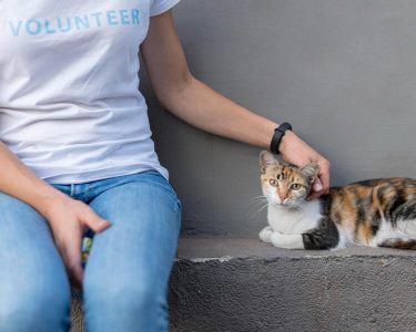 【初心者向け】保護猫のボランティアは何をする？関わり方や募集の探し方を紹介