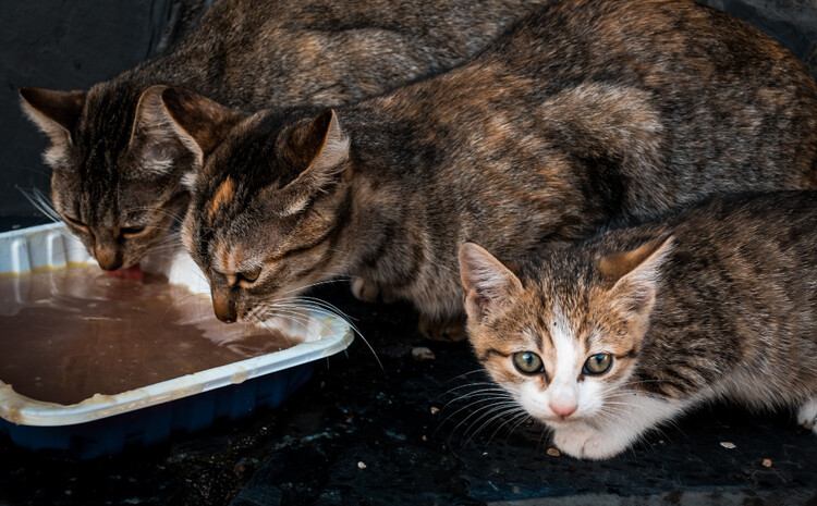 泥水を飲む野良猫