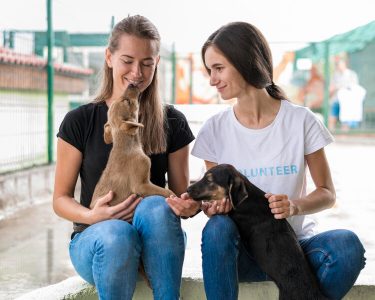 保護犬ボランティア