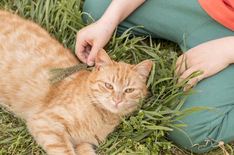 草原に横たわる野良猫