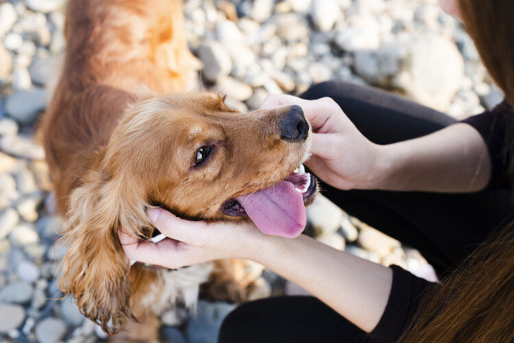 保護犬を世話する人