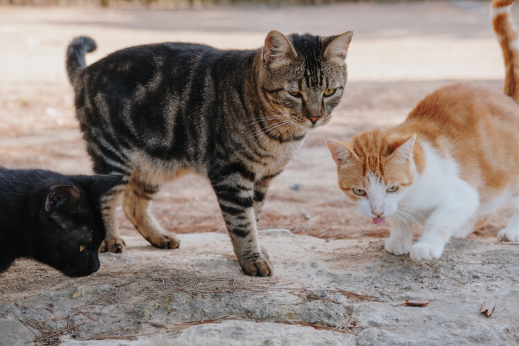 野良猫