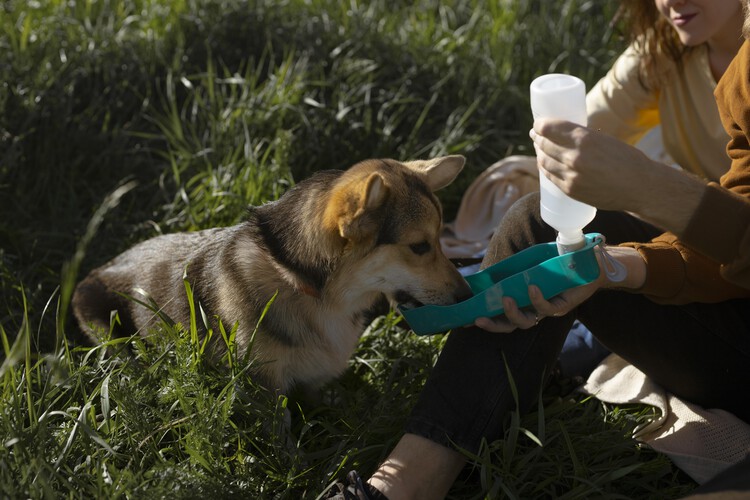 保護犬ボランティア
