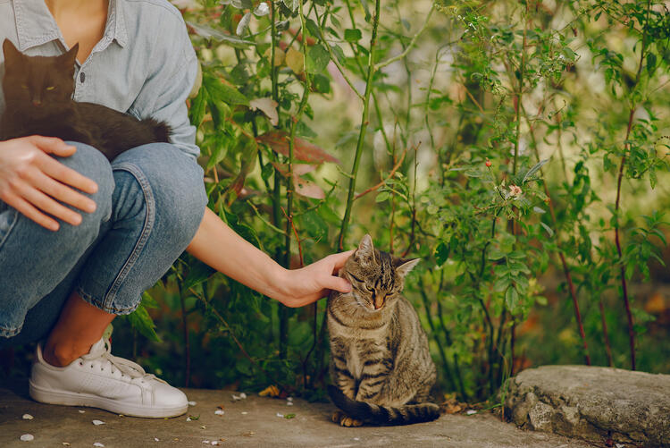 野良猫を触る女性