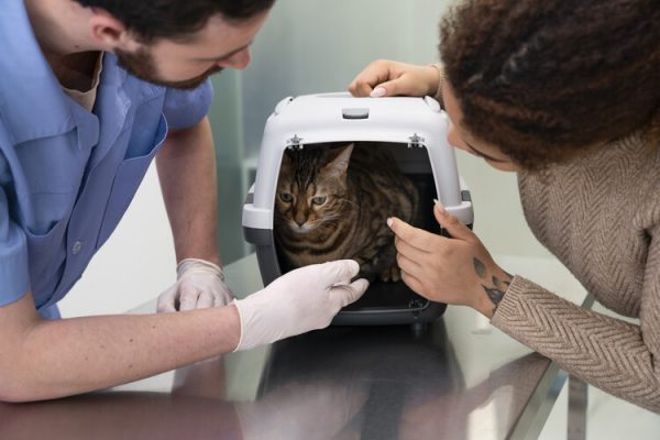 保護猫