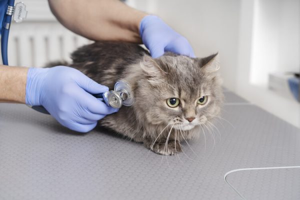 保護猫
