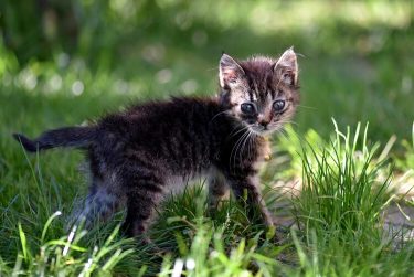 野良猫を引き取る保護団体はある？保護前に知っておきたい注意点も解説