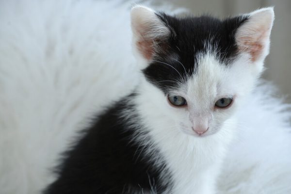 保護猫