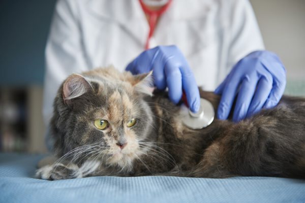保護猫