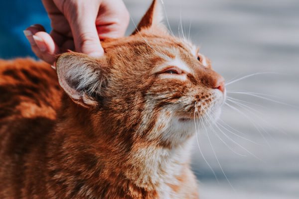 野良猫